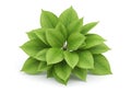 Vibrant green leaf cluster isolated on white background Royalty Free Stock Photo