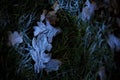 Vibrant green leaf covered in frost atop a bed of soft, snow-covered foliage Royalty Free Stock Photo