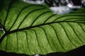 Vibrant green leaf with dew drops glistening on its underside in the sunlight