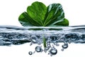 Vibrant Green Leaf Emerging From Water with Bubbles and Reflections Royalty Free Stock Photo