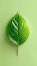 Vibrant green leaf on light green background Royalty Free Stock Photo