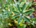 Vibrant green leaf in a lush green grassy field covered in water droplets Royalty Free Stock Photo