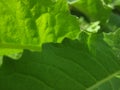 Vibrant green leaf, macro texture Royalty Free Stock Photo