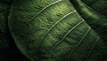 Vibrant green leaf pattern, macro close up of plant cell symmetry generated by AI Royalty Free Stock Photo