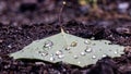 Vibrant green leaf resting atop a bed of earthy brown soil with water droplets on its surface