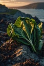 Sunset Coastal Chard: Vibrant Green Leaves on Rocky Shore Royalty Free Stock Photo