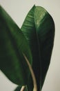 Vibrant green Leaf from Rubber Plant (Ficus Robusta) stands out against a neutral grey background Royalty Free Stock Photo