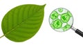 Leaf and Microscopic Plant Cells Under Magnification Royalty Free Stock Photo