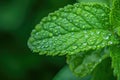 A vibrant green leaf with sparkling water droplets, showcasing the beauty of nature up close, A macro shot of a dew-kissed mint