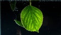 Vibrant Green Leaf Submerged in Dark Water Royalty Free Stock Photo