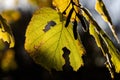 Vibrant green leaf with unique circular punctures in the center, illuminated by a beam of sunshine Royalty Free Stock Photo