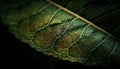 Vibrant green leaf vein, macro close up of plant cell pattern generated by AI Royalty Free Stock Photo