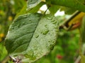 Vibrant green leaf with water droplets