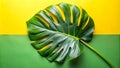 Vibrant green leaf on yellow and green background a tropical summer image. Generative AI Royalty Free Stock Photo