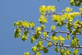 Vibrant Green Leaves Against a Clear Blue Sky Royalty Free Stock Photo