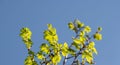 Vibrant Green Leaves Against a Clear Blue Sky Royalty Free Stock Photo