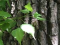 Vibrant green leaves on the background of a large bark of a tree. Natural abstraction.