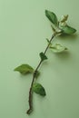 Vibrant green leaves on a branch