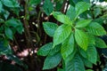 Vibrant green leaves of breaking root, wild coffee, psychotria nervosa rubiaceae