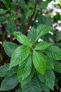 Vibrant green leaves of breaking root, wild coffee, psychotria nervosa rubiaceae Royalty Free Stock Photo