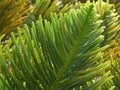 Vibrant Green Leaves of Cook Pine in the Afternoon Sunlight