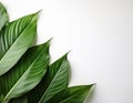 Lush green arrowroot leaves arranged artistically on a light background for serene decor Royalty Free Stock Photo