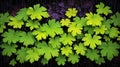 Vibrant Green Geranium Leaves with Water Droplets on Dark Textured Background Royalty Free Stock Photo