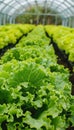 Vibrant green lettuce flourishing in a controlled and nurturing greenhouse environment