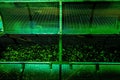 two metal cages filled with plants under a neon green light