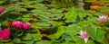 Vibrant green lily pads with pink flowers and camouflaged frogs