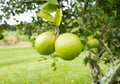 Vibrant green lime tree in all its glory, with two luscious limes hanging down from its branches Royalty Free Stock Photo