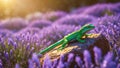 Green Lizard on Lavender Field at Sunset Royalty Free Stock Photo