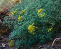 Vibrant green Lomatium grayi plant with yellow blossoms