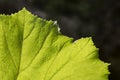 Vibrant green macro leaf structure. Organic pattern background, close-up of giant leaf with visible texture. Cells and veins on Royalty Free Stock Photo