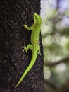 A vibrant green Madagascar Giant Day Gecko Royalty Free Stock Photo