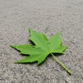 A vibrant green maple leaf (Acer spp.) rests on a textured asphalt surface. The leaf Royalty Free Stock Photo