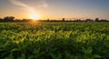 Vibrant Green Mint Field at Sunset Royalty Free Stock Photo