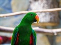 Vibrant green Moluccan eclectus parrot with colorful wings Royalty Free Stock Photo