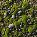 Contrasting textures of the soft moss and hard stones create a Royalty Free Stock Photo