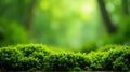 Vibrant green moss carpeted forest floor bathed in soft, dappled sunlight creating a tranquil natural backdrop Royalty Free Stock Photo
