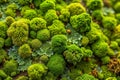 Vibrant Green Moss CloseUp Showcasing Unique Patterns and Textures for NatureInspired Wallpaper Background Royalty Free Stock Photo