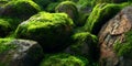 Vibrant Green Moss Covering Rocks Nature Texture Royalty Free Stock Photo