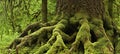 Vibrant green moss covers the roots of a tree in a dense, verdant forest, Royalty Free Stock Photo