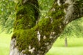 Vibrant Green Moss Growing on an Old Tree Trunk Royalty Free Stock Photo