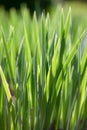 Vibrant green oat sprouts illuminated by sunlight. Parallel juicy shoots, sprouts of the plant. Easter. Royalty Free Stock Photo