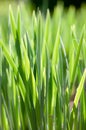 Vibrant green oat sprouts illuminated by sunlight. Parallel juicy shoots, sprouts of the plant. Easter. Royalty Free Stock Photo