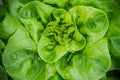 Vibrant green organic living butter lettuce