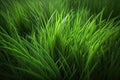Vibrant green overgrown grass background. Royalty Free Stock Photo