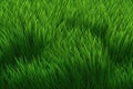 Vibrant green overgrown grass background. Royalty Free Stock Photo