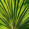 Vibrant Green Palm Leaf Texture Background for Natural Design Elements and Tropical Themed Projects Royalty Free Stock Photo